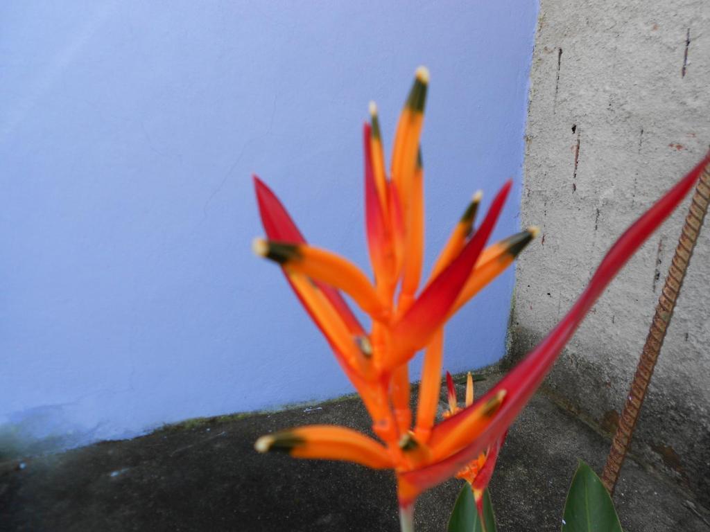 Namaste Hostel E Pousada Paraty Araquari Dış mekan fotoğraf